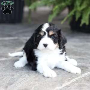 Camryn, Cavapoo Puppy